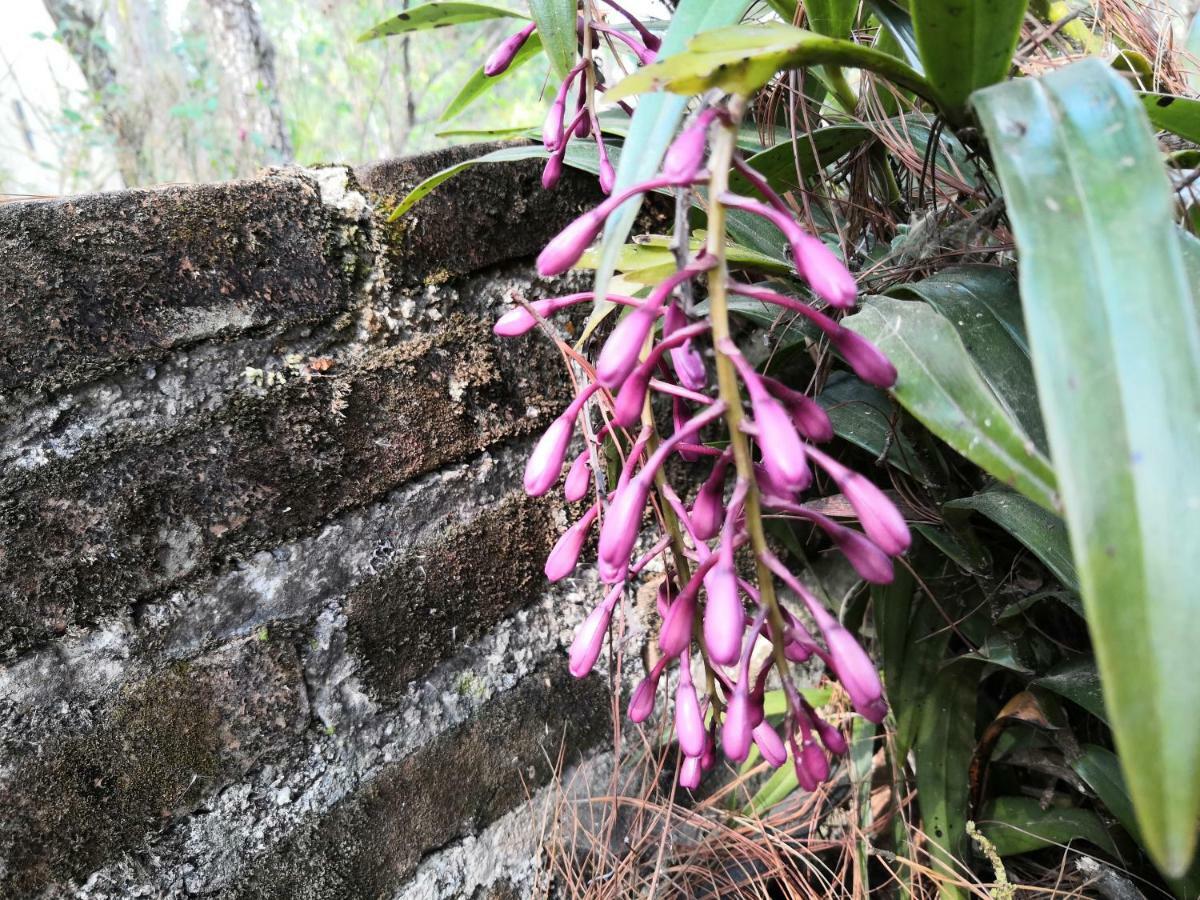 Renta De Cabanas, Centro Ecoturistico Rural Sustentable Labor San Jose ซานกริสโตบัล เด ลาสกาซาส ภายนอก รูปภาพ