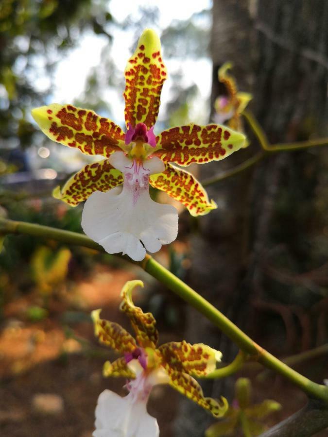 Renta De Cabanas, Centro Ecoturistico Rural Sustentable Labor San Jose ซานกริสโตบัล เด ลาสกาซาส ภายนอก รูปภาพ