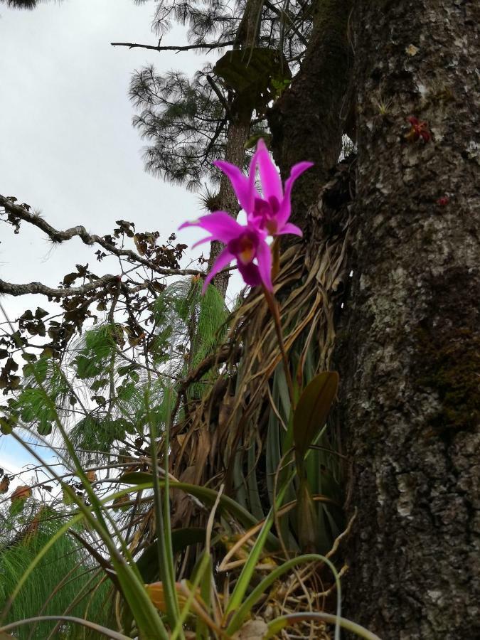 Renta De Cabanas, Centro Ecoturistico Rural Sustentable Labor San Jose ซานกริสโตบัล เด ลาสกาซาส ภายนอก รูปภาพ